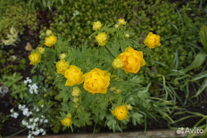 Купальница культурная Лемон Квин цветы