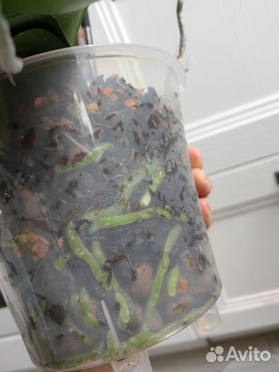 Орхидея фаленопсис Surf Song