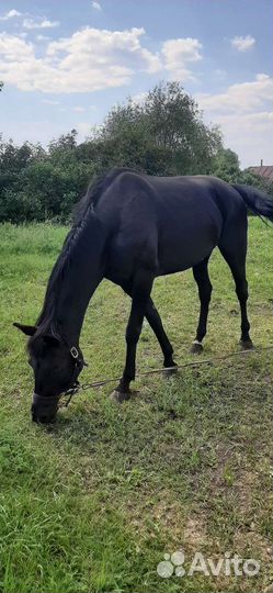 Русская верховая