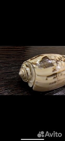 Морские ракушки раковины