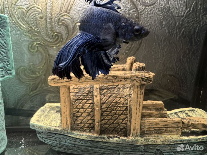 Рыба петушок халфмун самец