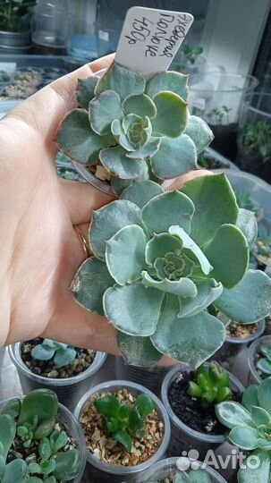 Суккуленты эхеверии