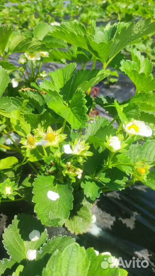 Рассада клубники