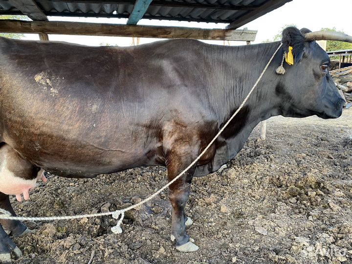 Продается Корова стельная отел в ноябре