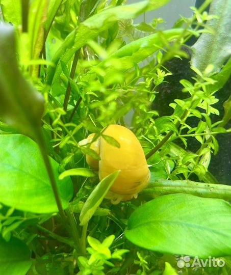 Ампулярии 3 шт