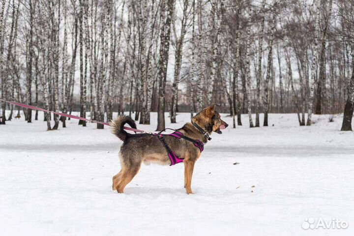Рикки ждет своего хозяина в приюте