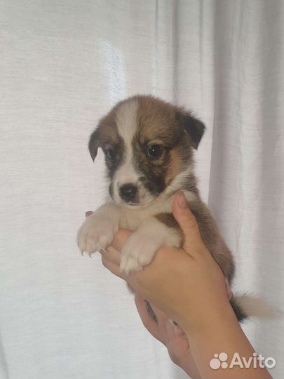 Собака в добрые руки отдам бесплатно