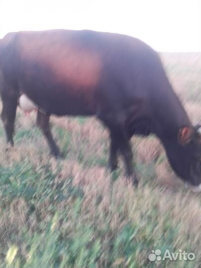 Корова стельная дойная