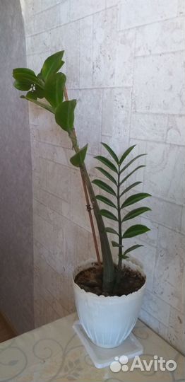 Замиокулькас. Высота стебля 70/40 см с горшком