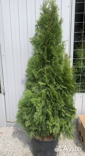 Туя смарагд