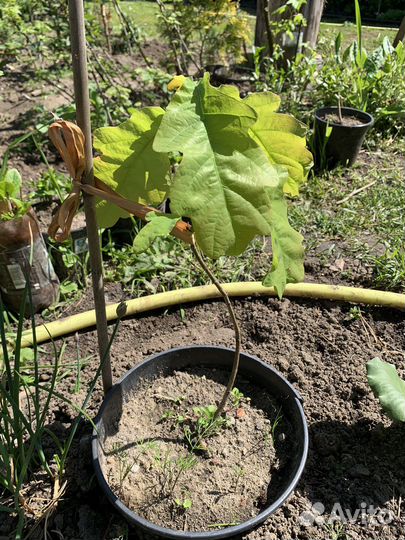 Дуб черешчатый