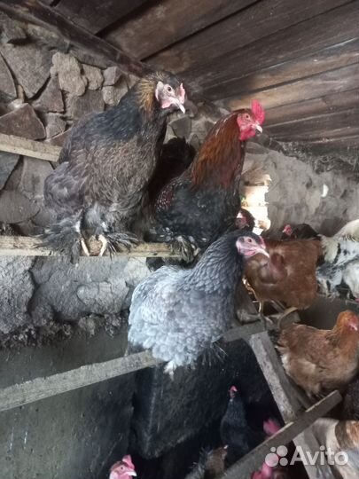 Инкубационное яйцо брама