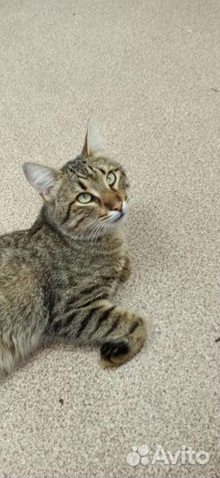 Молодой котик ищет дом