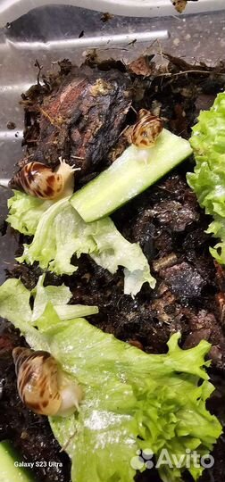 Улитки ахатины маленькие