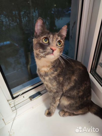 Котенок 5 месяцев