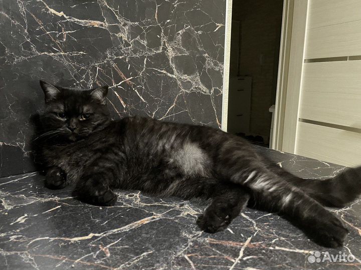 Отдам кошку