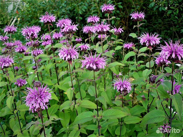 Монарда двойчатая