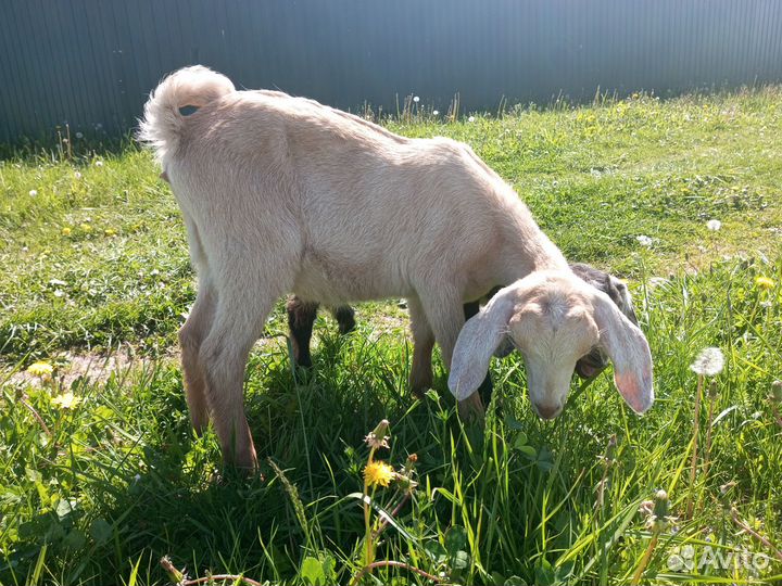 Англо-нубийские козлики и козочки