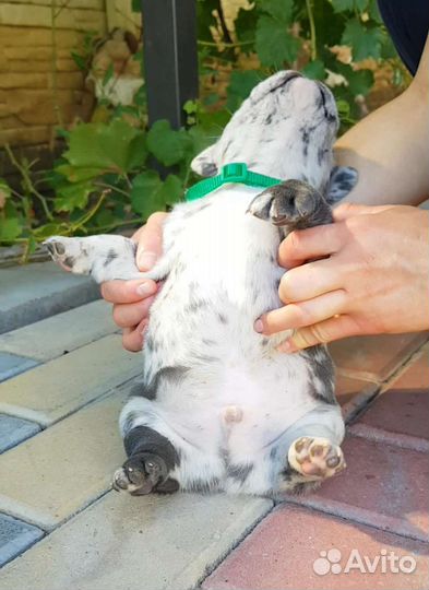 Французский бульдог щенки голубой