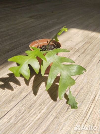 Комнатные растения, цветы