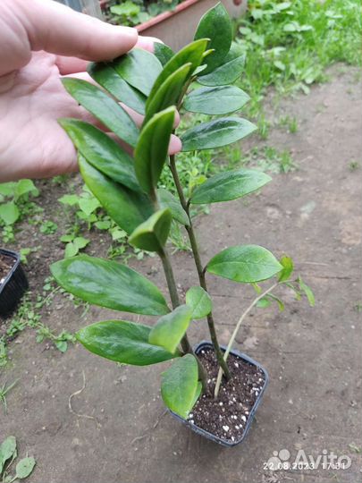 Замиокулькас