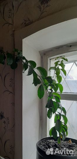 Лимонное дерево