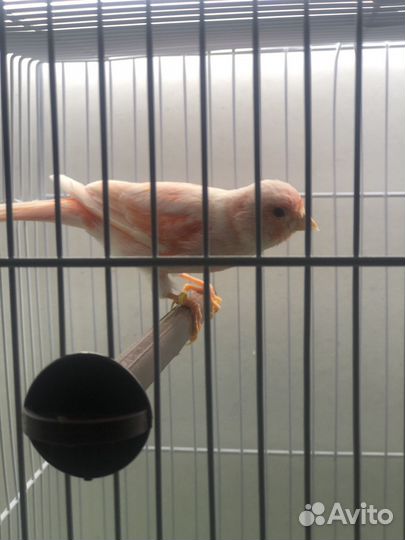 Канарейка самка