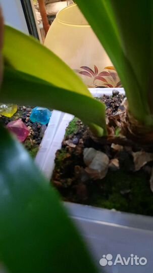 Гиппиаструм детка