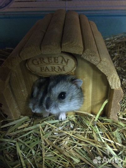 Джунгарские хомяки