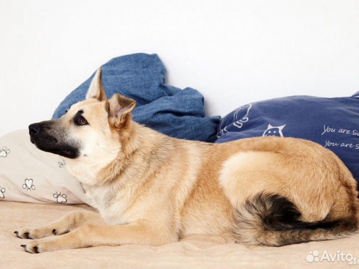 Метис швейцарской овчарки в добрые руки