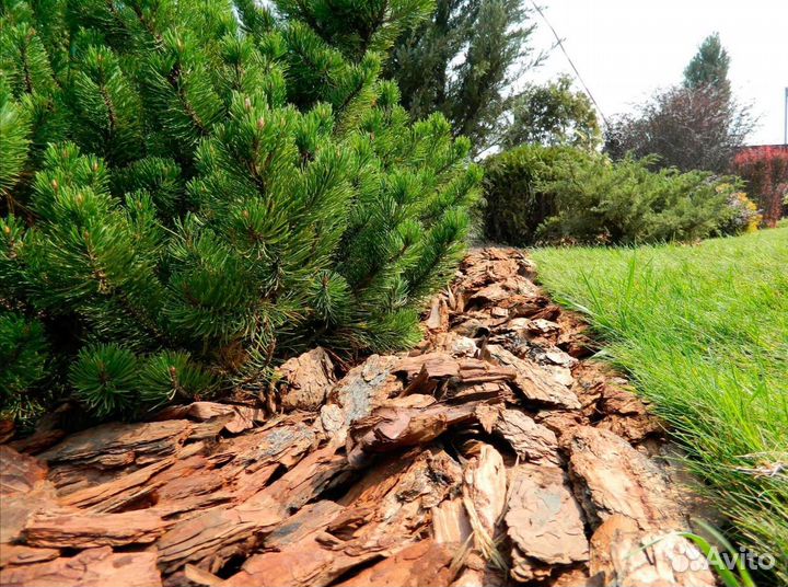 Кора лиственницы сибирской