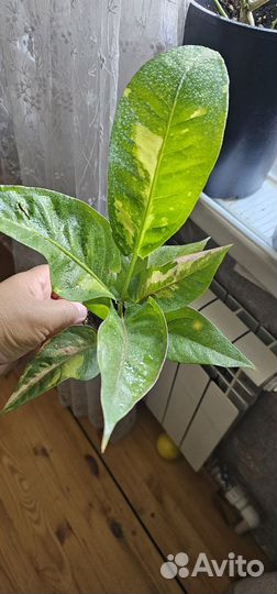 Siаm аnthurium vаriеgаted с кpасивым вapом. 14000