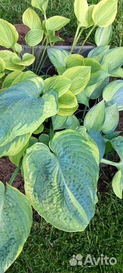 Хоста Голден Тиара