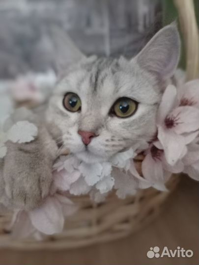 Корзина-лежанка для кошек и маленьких собак