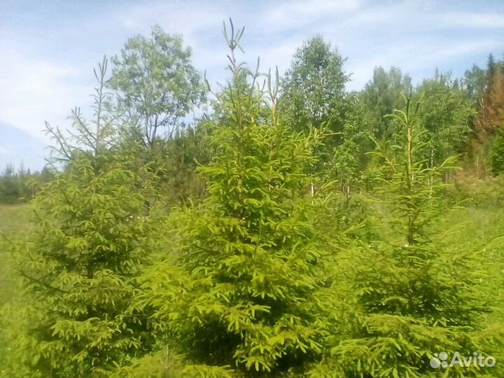 Продам елку привезена из Перми до 4 х метров, возм