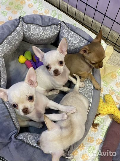 Щенки чихуахуа