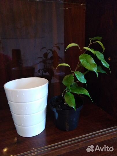 Фикус Бенджамина (сорт Даниель)