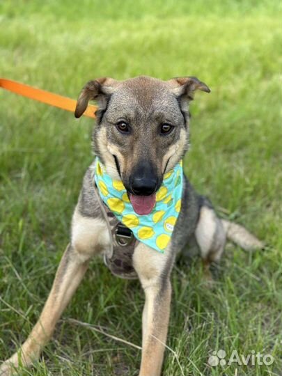 Солнечная малышка из приюта