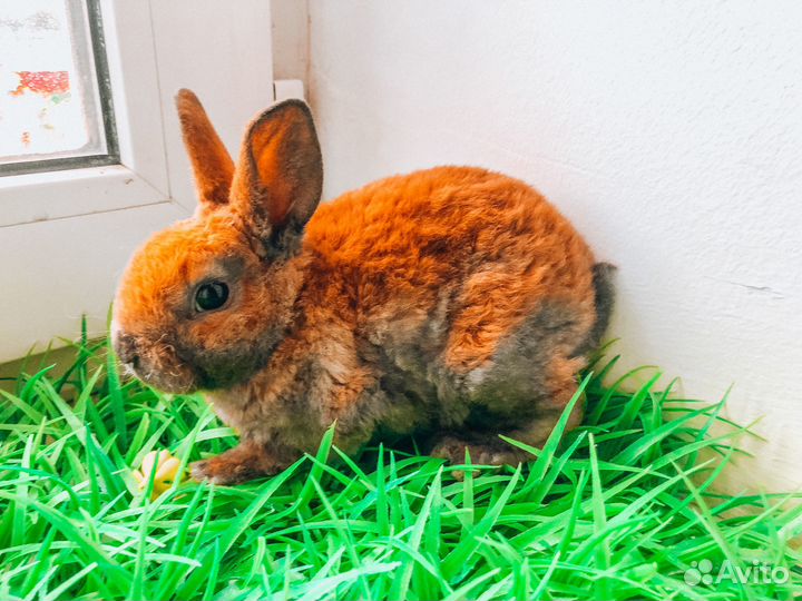 Карликовый кролик