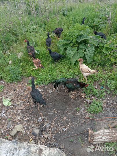 Бойцовые петухи