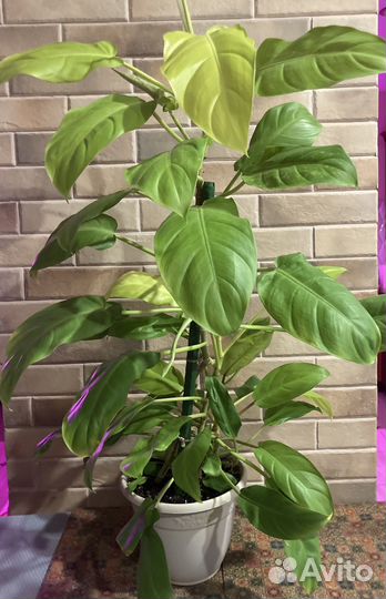 Филодендроны Грин энд голд. Сильвер квин, Ксанаду