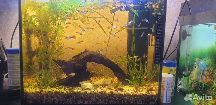 Гуппи Кои 35 р, простые 20 р