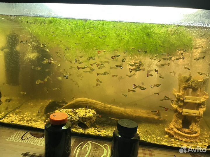Аквариум с рыбками