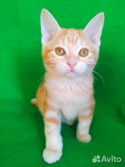 Курильский бобтейл