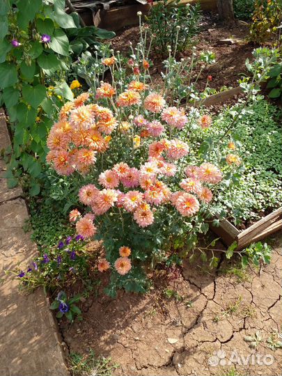 Хризантемы астильбы каменная роза молодило
