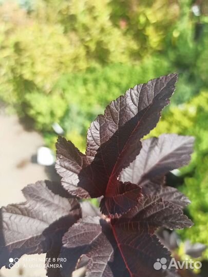 Пузыреплодник Диабло