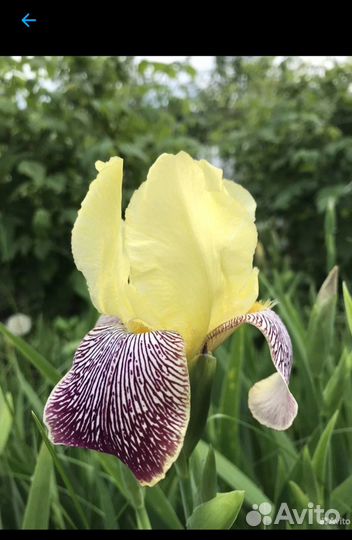 Ирисы бородатые