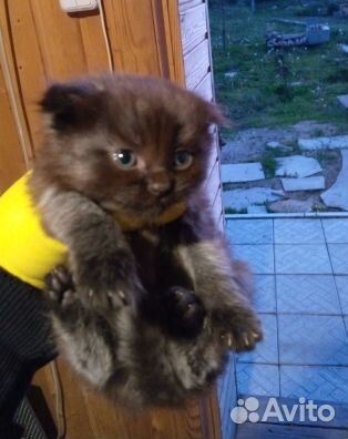 Отдам в добрые руки котят