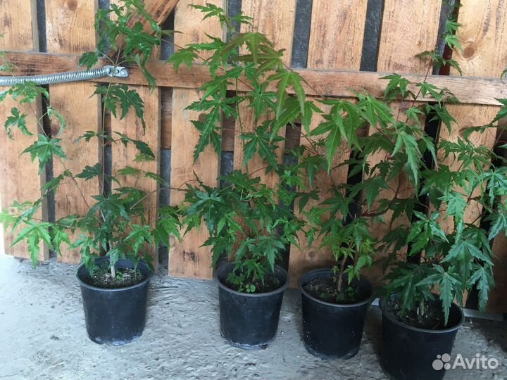 Клен японский веерный