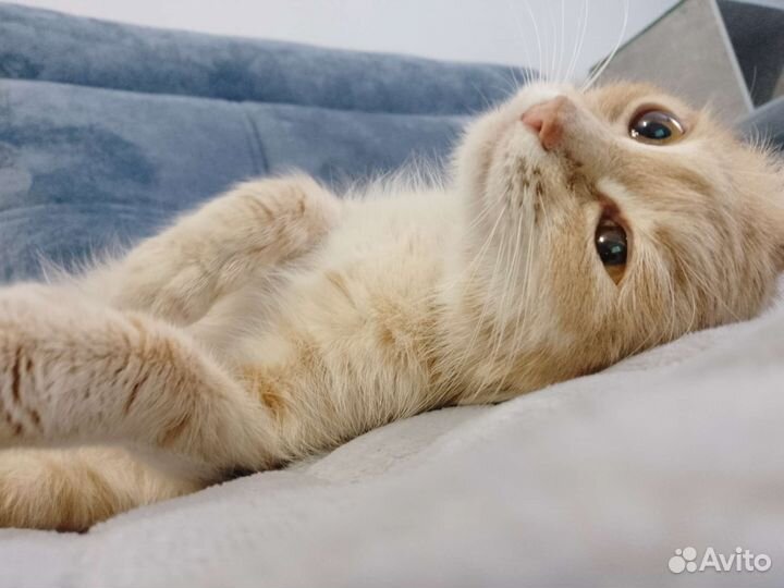 Кошки в добрые руки бесплатно